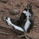 Common White Glider