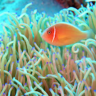 Pinks Anemone fish