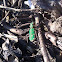 Groene zandloopkever - Green tiger beetle