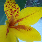 Unknown spotting