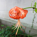 Tiger Lily