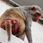 Rhesus Macaque