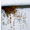 Cross Orbweaver Spiderlings