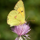 Clouded Yellow