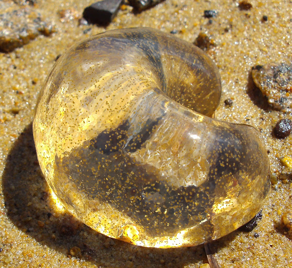 Sausage Jelly Project Noah