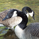 Canada Goose