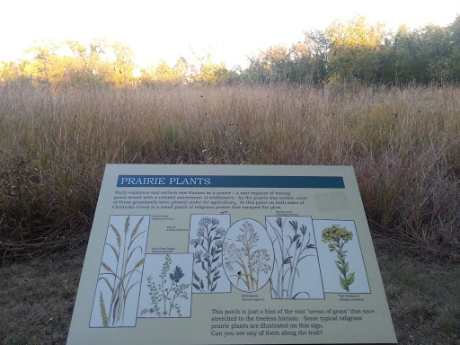 Prairie Plants