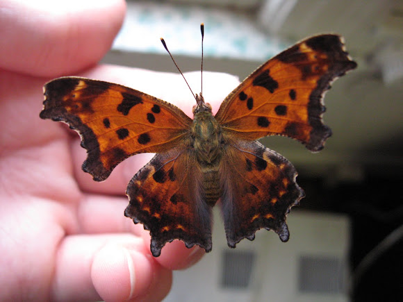 Spotting Image 1