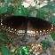 Spotted Black Crow (Euploea crameri bremeri)