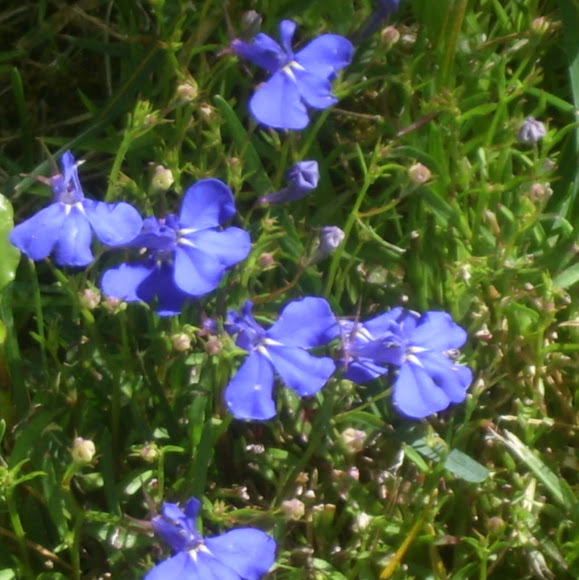 Spotting Image 1