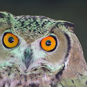 Pharaoh Eagle-Owl