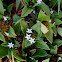 Mexican Clover