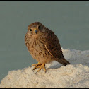 Alexander's Kestrel