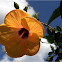 Yellow Hibiscus