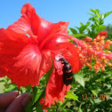 Common Blister Beetle, Orange Blister