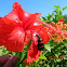 Common Blister Beetle, Orange Blister