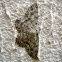 Moth
