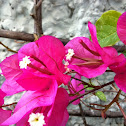 Primavera