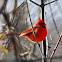 Northern Cardinal (Male)
