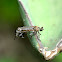 Mating Flies