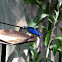 Golden-breasted Starling