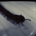 Milipede