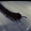 Milipede