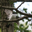 Pied Flycatcher