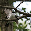 Pied Flycatcher