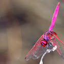 Crimson Marsh Glider