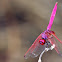 Crimson Marsh Glider