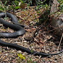 Red Bellied Black Snake