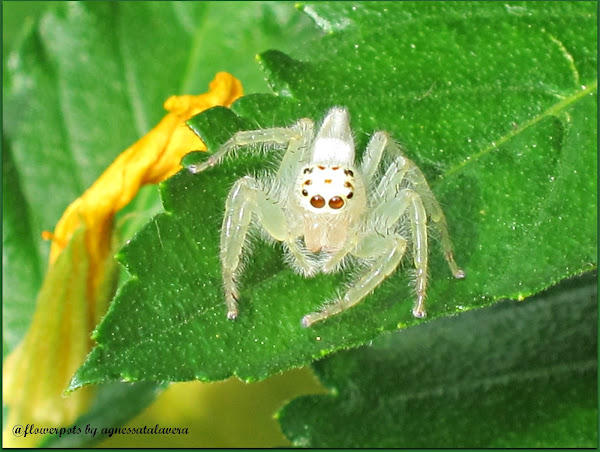 pale jumping spider