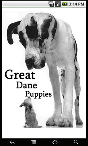 Great Dane Puppies