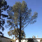 Torrey Pine