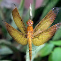 Ramburi red parasol