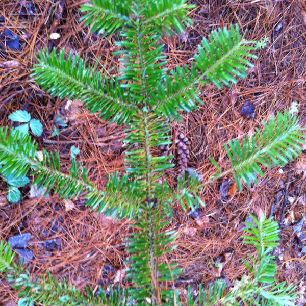 Nordmann fir Project Noah