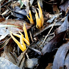 Yellow Coral Fungus