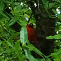 Cardinal