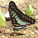 Common Jay