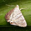 Moth
