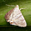 Moth