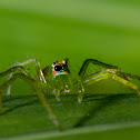 Green Lynx Spider