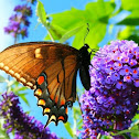 Eastern Tiger Swallowtail (Female, dark morph)