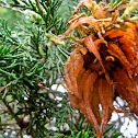 Cedar-Apple Rust
