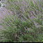 Vitex or chastetree