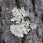 Common Greenshield