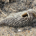 Takifugu