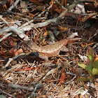 Eastern Fence Lizard