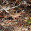 Eastern Fence Lizard